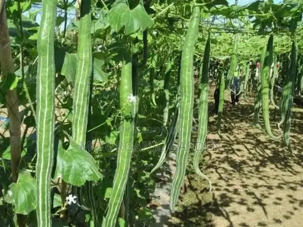 Snake Gourd Seeds –40 Seeds for 50 Cedis · Photo 2