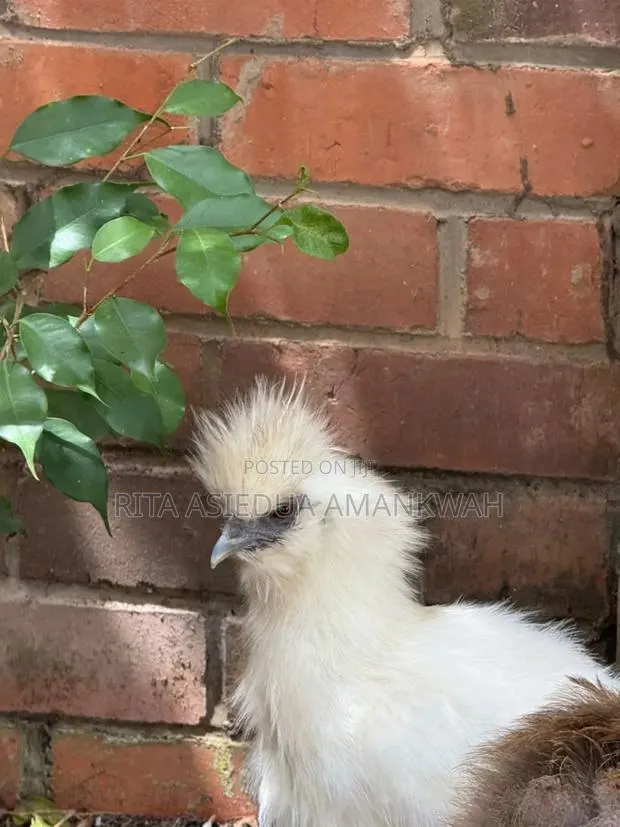Silkies Chicken for Sale · Photo 1