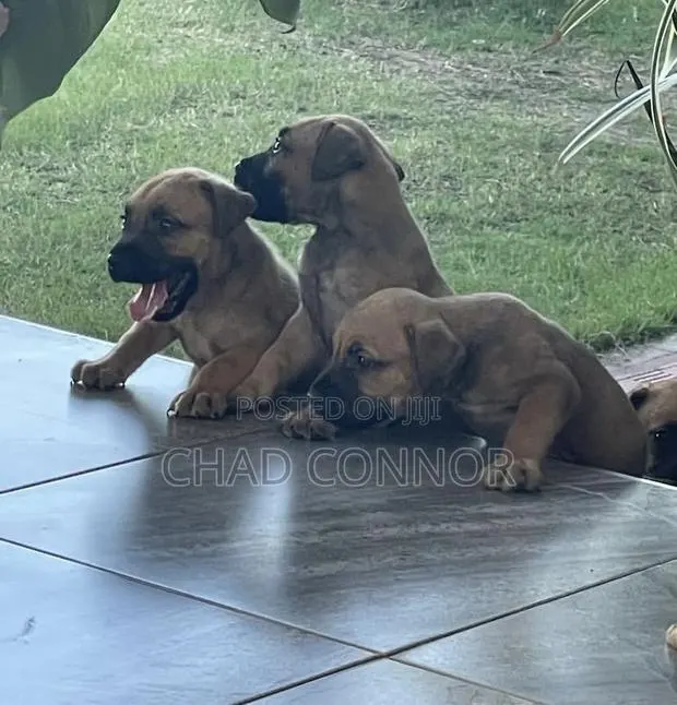 1-3 months Female Purebred Boerboel · Photo 1