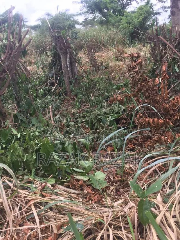14 Acre Begoro Farmland · Photo 1