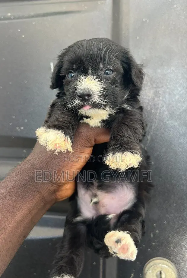 1-3 months Male Purebred Maltipoo · Photo 1