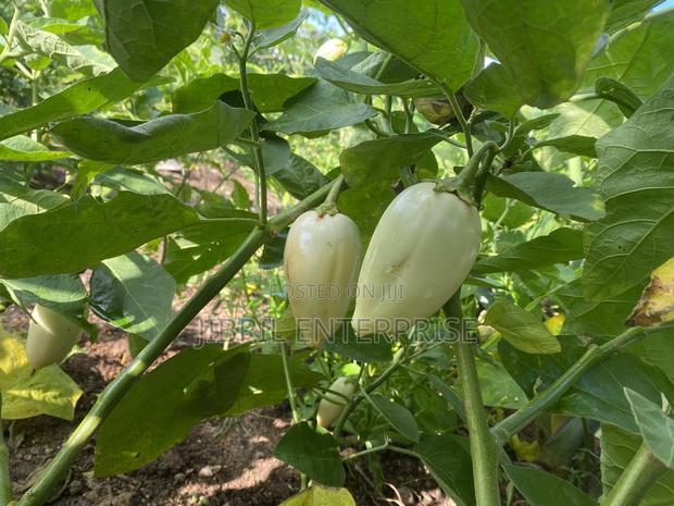 West African Eggplant · Photo 4