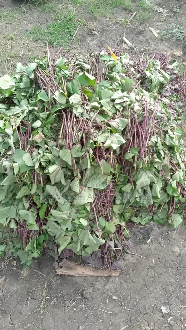 All Type of Sweet Potato Vines Available · Photo 1