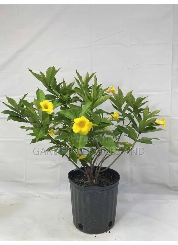 Allamanda for Sale · Photo 3