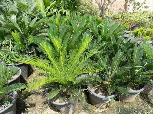 Sago Palms · Photo 2