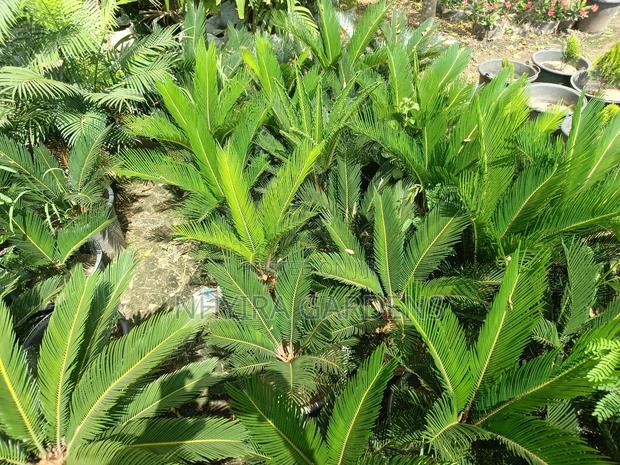 Sago Palms · Photo 3