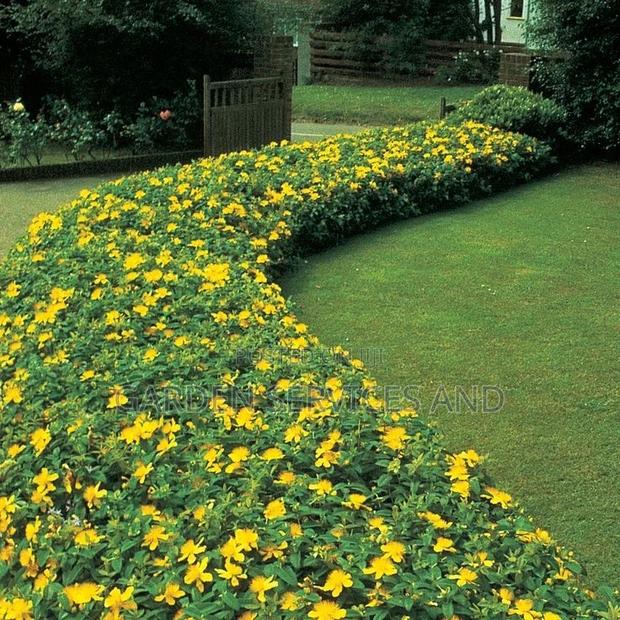 Allamanda for Sale · Photo 5