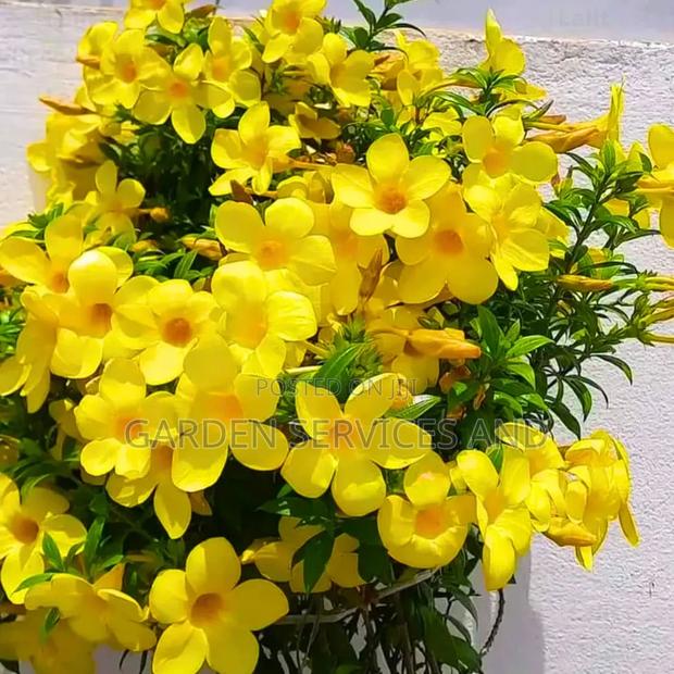 Allamanda for Sale · Photo 1