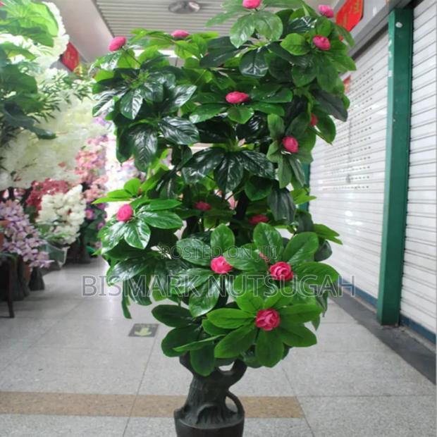 Plant For Sale · Photo 2