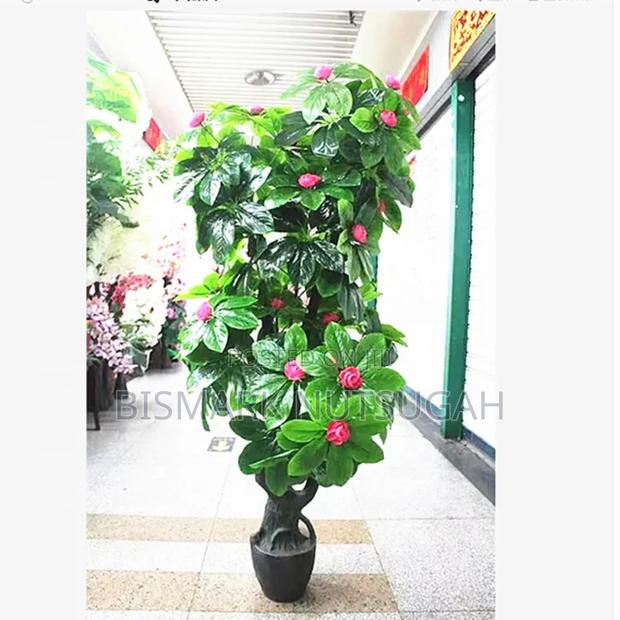 Plant For Sale · Photo 1