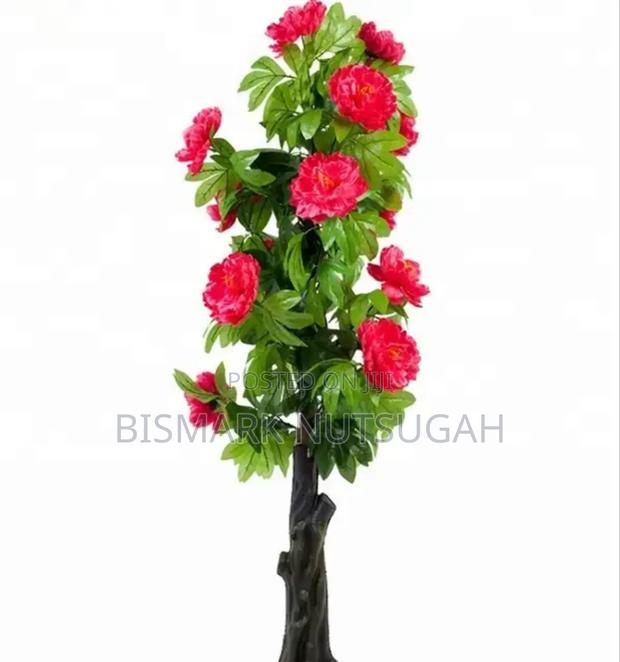 Plant For Sale · Photo 4