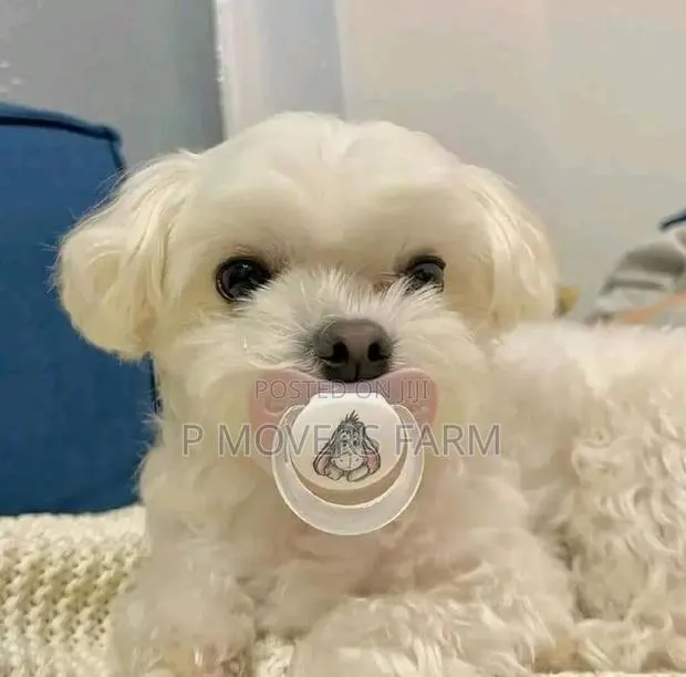 1-3 months Male Purebred Maltese · Photo 1