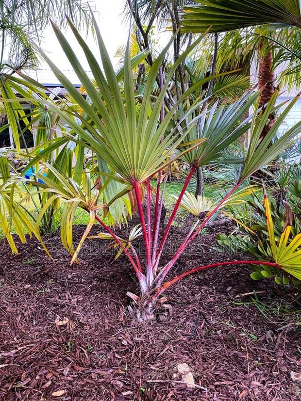 Lantana Palm for Sale · Photo 1