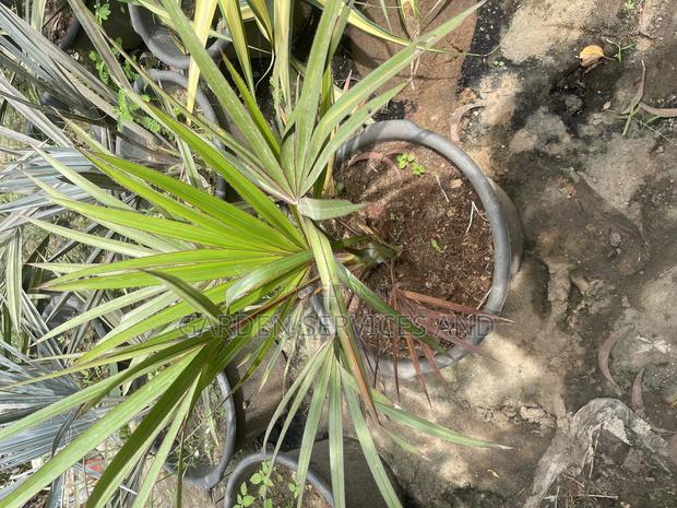 Lantana Palm for Sale · Photo 2