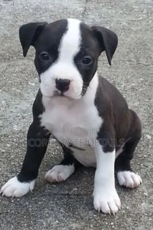 1-3 months Male Purebred American Pit Bull Terrier · Photo 1