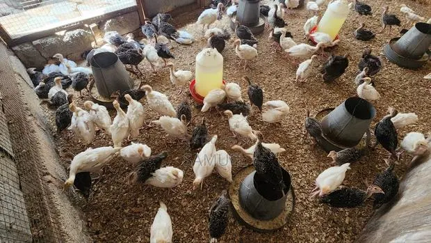 Imported Turkey Poults · Photo 1