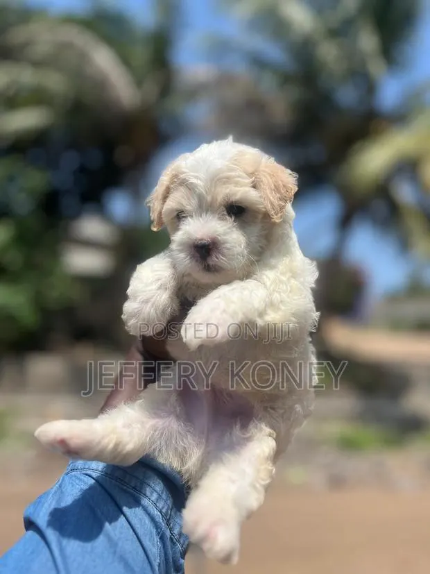 1-3 months Male Purebred Poodle · Photo 1