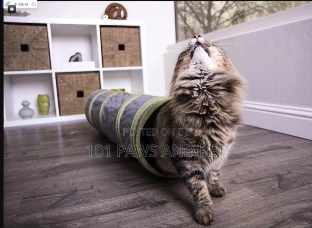 Cat Tunnel · Photo 1