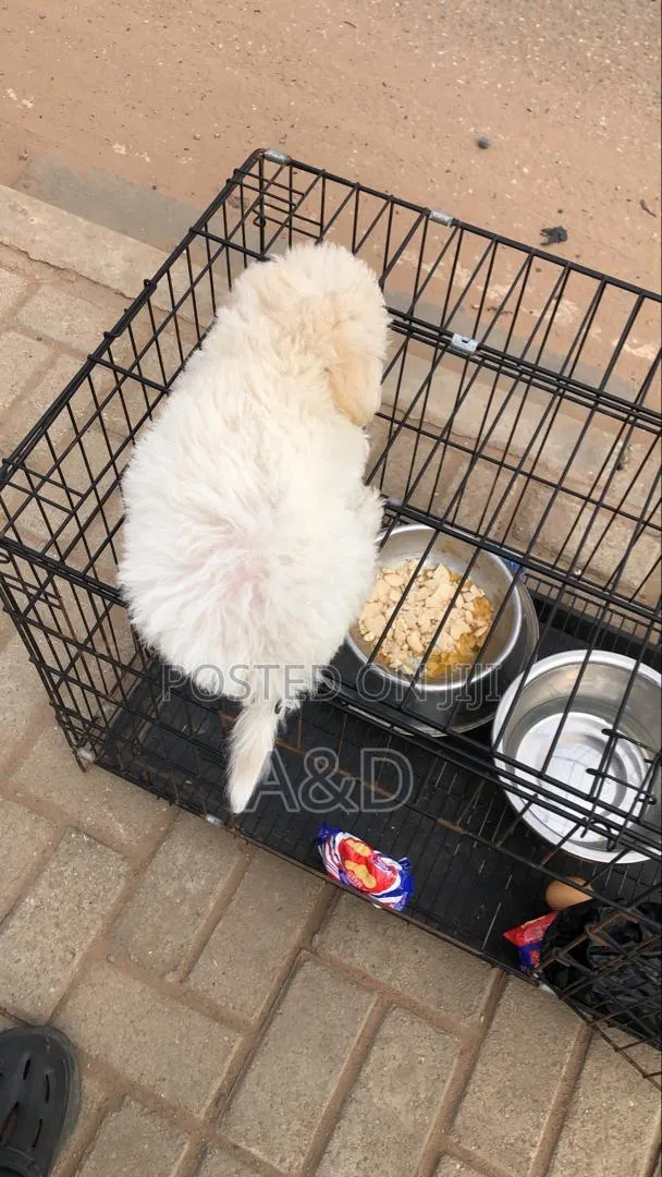 1-3 months Male Purebred Maltese · Photo 3