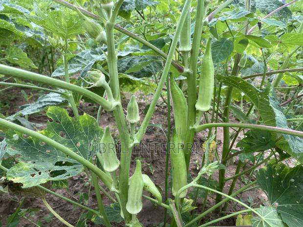 Angola Okro, African Spineless Okro (Abelmoscus Esculentus) · Photo 1