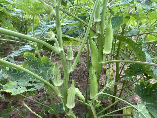 Angola Okro, African Spineless Okro (Abelmoscus Esculentus) · Photo 2