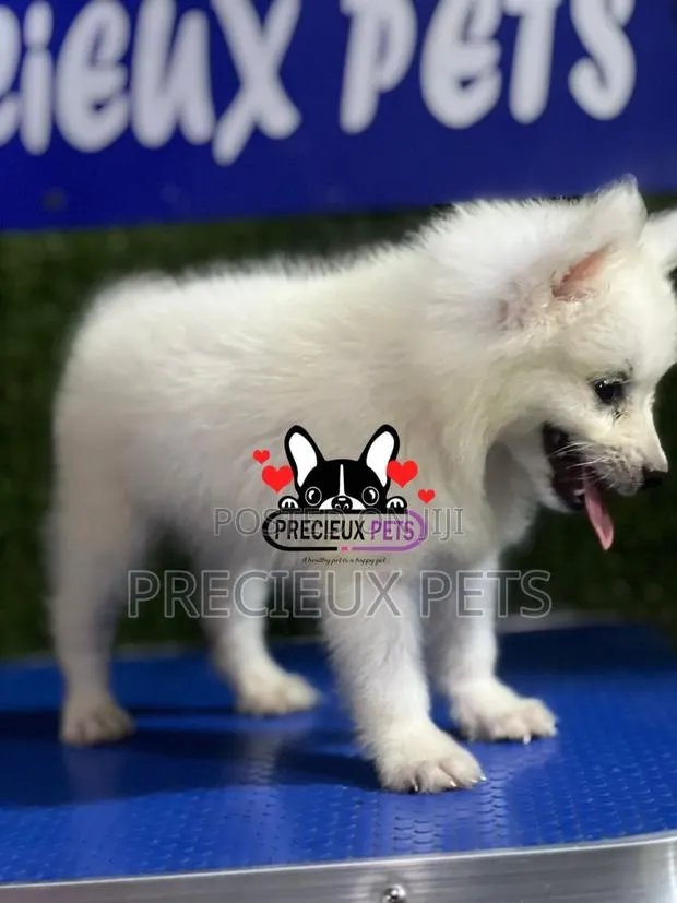 1-3 months Female Purebred American Eskimo · Photo 1