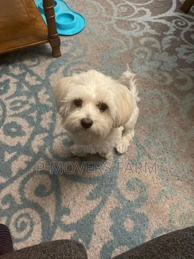 1-3 months Female Purebred Poodle · Photo 1