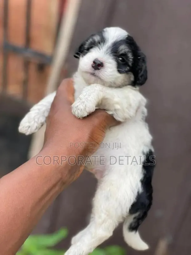 1-3 months Male Purebred Poodle · Photo 1