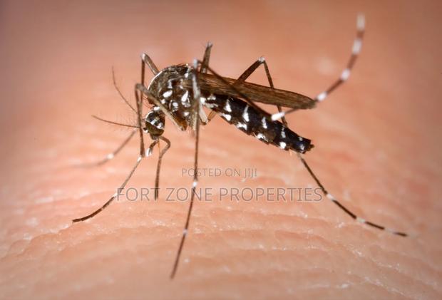 Mosquitoes,Bedbugs,Cockroaches Fumigation · Photo 1