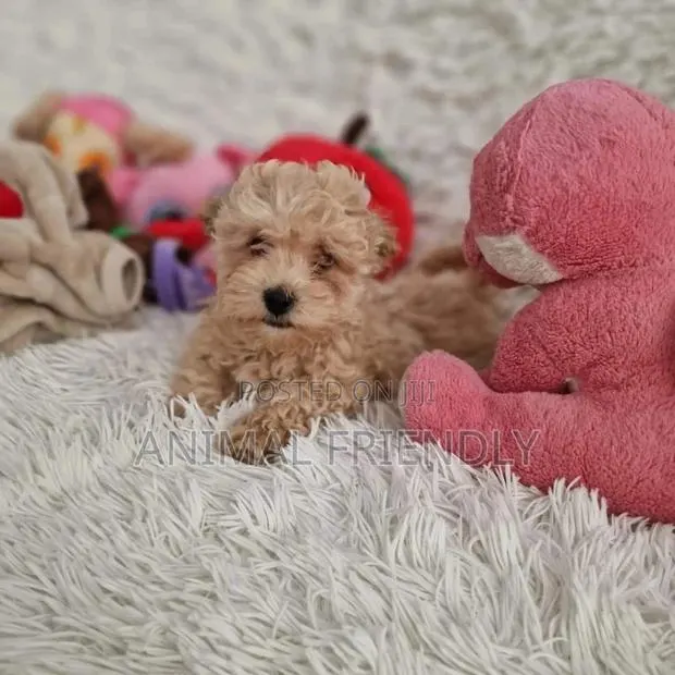 1-3 months Male Purebred Poodle · Photo 1