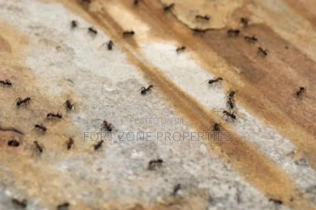 Termite ,Coackrohes and Antes Fumigation Now! · Photo 1