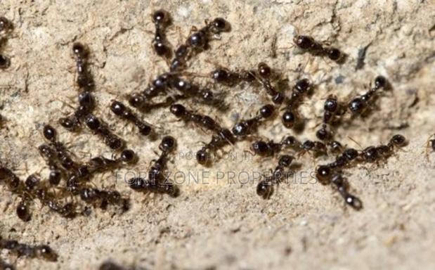 Termite ,Coackrohes and Antes Fumigation Now! · Photo 2