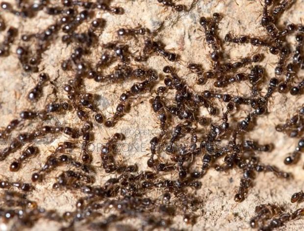 Termite ,Coackrohes and Antes Fumigation Now! · Photo 3