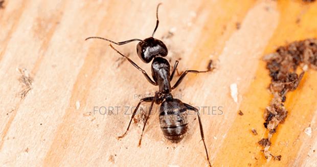 Insects Away From Your Home Now! · Photo 3