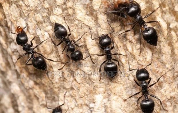 Insects Away From Your Home Now! · Photo 4