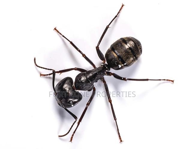 Insects Away From Your Home Now! · Photo 5