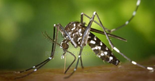 Insects Away From Your Home Now! · Photo 7