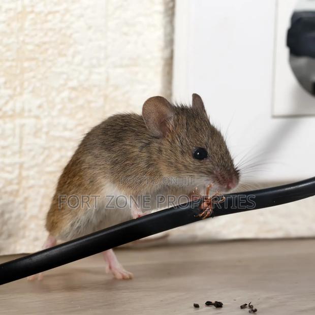Rodents and Reptiles Fumigation · Photo 2