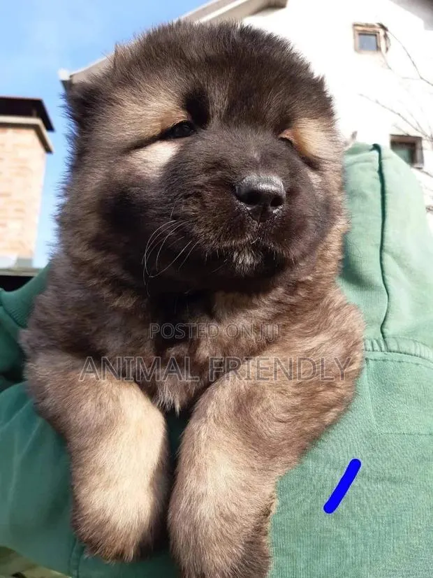 1-3 months Male Purebred Caucasian Shepherd · Photo 1