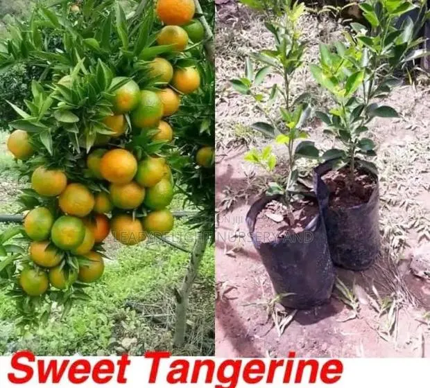 Grafted Tangerine · Photo 1