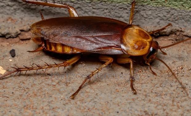 Fumigation All Homes and Offices · Photo 2