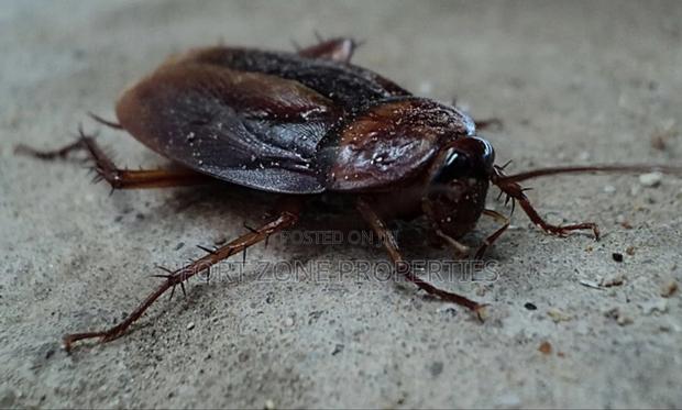 Fumigation All Homes and Offices · Photo 3