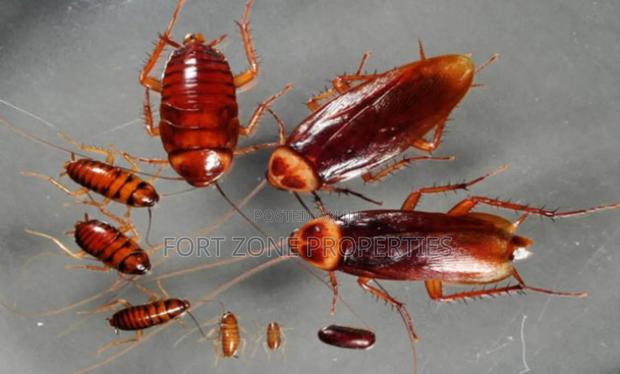 Fumigation All Homes and Offices · Photo 4