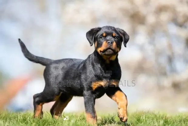 3-6 months Male Purebred Rottweiler · Photo 1