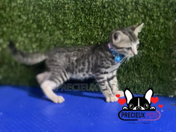 1-3 months Male Purebred Turkish Van · Photo 1