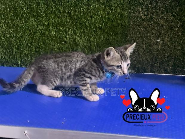 1-3 months Male Purebred Turkish Van · Photo 2
