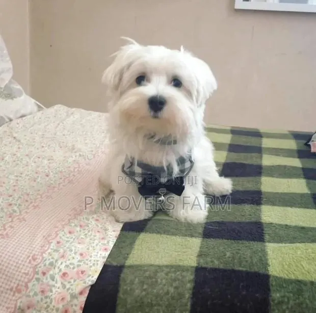 1-3 months Female Purebred Maltese · Photo 1