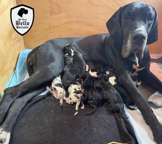 1-3 months Male Purebred Great Dane · Photo 1