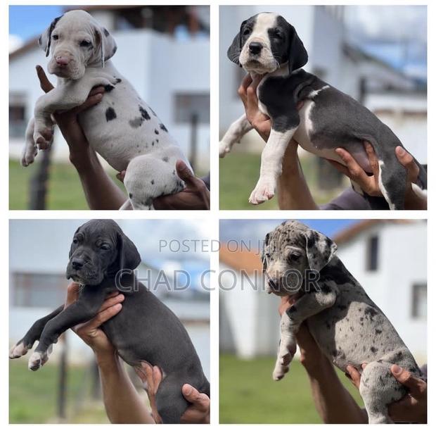 1-3 months Male Purebred Great Dane · Photo 3