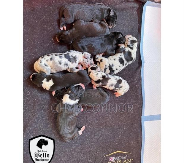 1-3 months Male Purebred Great Dane · Photo 2